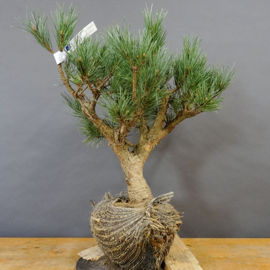 Pinus sylvestris Silberkiefer